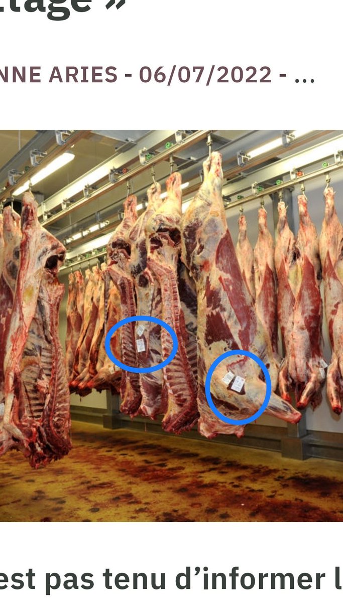 Biohazard214's tweet photo. @tounyofficial Pour info, ce que tu voit est un navet qui sert à tenir les étiquettes de traçabilité à l'abattoir. C'est le même principe qu'avec les vêtements et ils sont mis avec le pistolet stylé de la photo https://t.co/mFJrVVZvEP