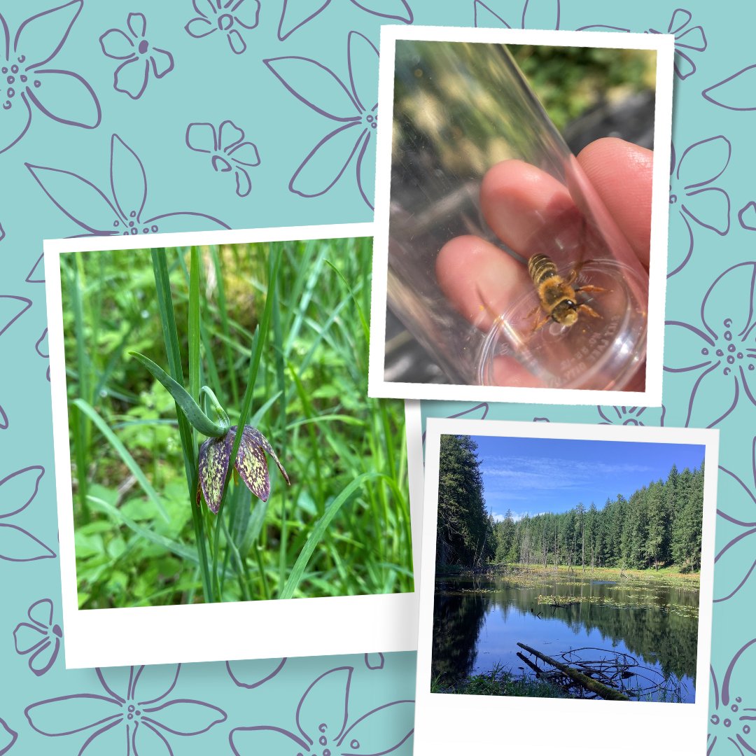 Welcome back to Reflections from the Field! 🌃 Jemma, our Covenant Management and Outreach Specialist's favourite moments this past summer include visiting Galiano Island, spotting two Swanison's Thrushes, and completing the fascinating MeadowMakers course! 🌱🌼

💙⌚🔍