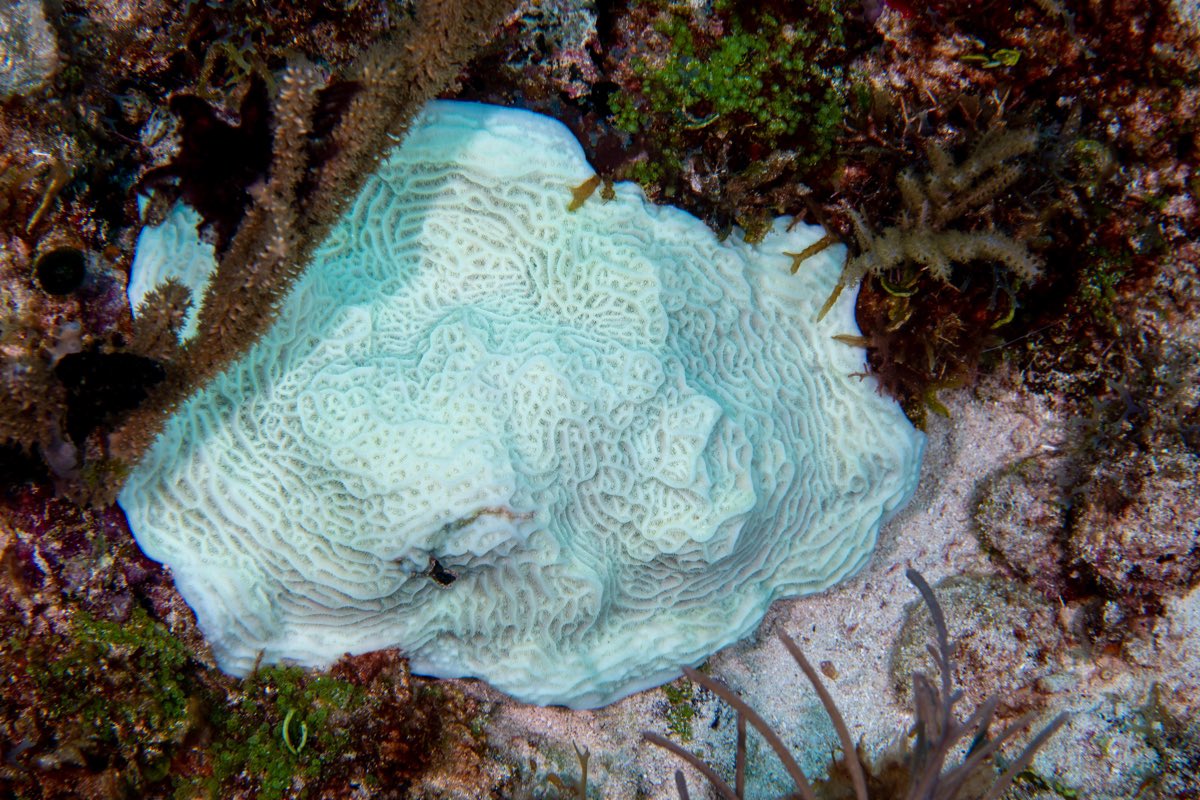 CoralReefFish's tweet photo. Had a chance to dive in Cancún yesterday and sadly witnessed a lot of bleaching. All colonies of Agaricia that I saw were bleached. Anemones seem to be getting hit hard too, many Condylactis were also bleached. Water was 29c, hot and getting hotter. https://t.co/nt6AON8hJR