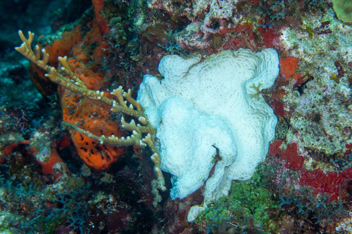 CoralReefFish's tweet photo. Had a chance to dive in Cancún yesterday and sadly witnessed a lot of bleaching. All colonies of Agaricia that I saw were bleached. Anemones seem to be getting hit hard too, many Condylactis were also bleached. Water was 29c, hot and getting hotter. https://t.co/nt6AON8hJR
