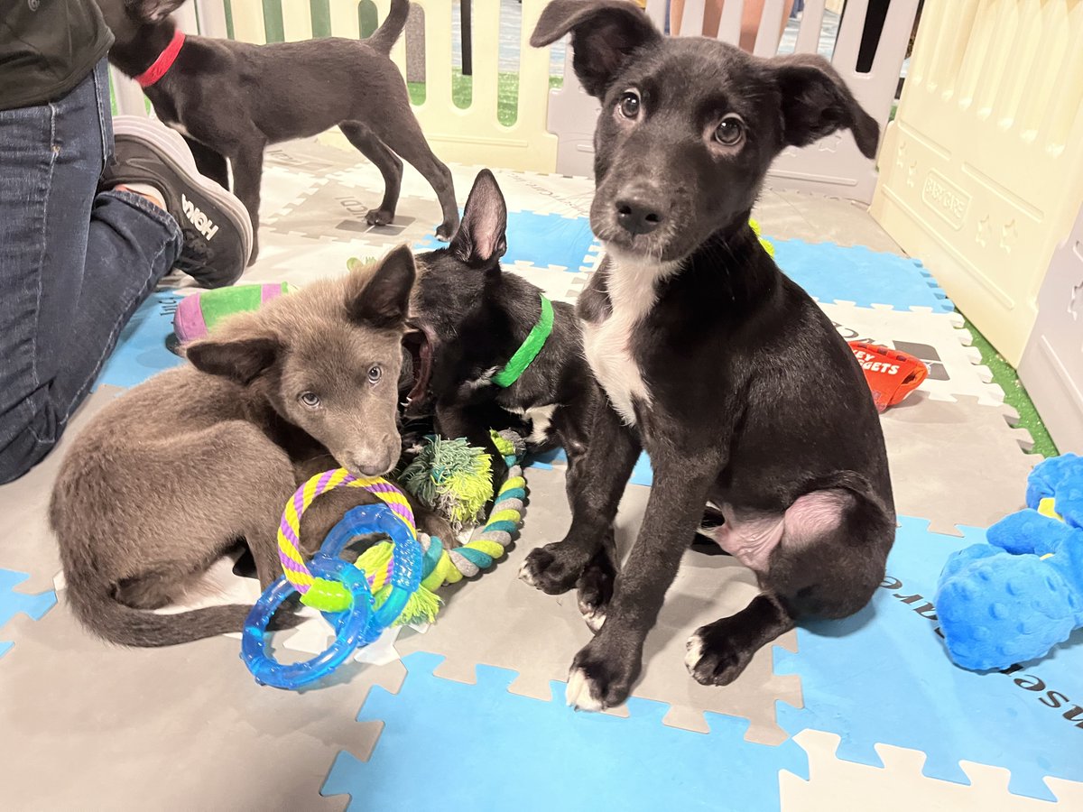WCDefenseInst's tweet photo. The quickest way to brighten your day? Puppies and kittens! Stop by and say “hi” to our WCDI attorneys at the Cuddle Zone at @wci360 2023. We can promise that we have the cutest booth at the conference, but we can’t promise these sweet babies won’t steal your heart. #WCI2023 https://t.co/e0ack86trl