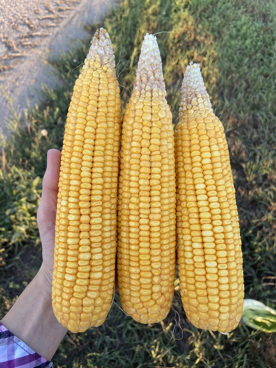 kannbwx's tweet photo. Four #corn stops near Hamilton and York Counties in Nebraska. Yield avg 197.5 bu/acre. That's only a couple above the last two years on this exact same route. So pretty consistent for a third year around here. #pftour23 https://t.co/tkB02sgzcx