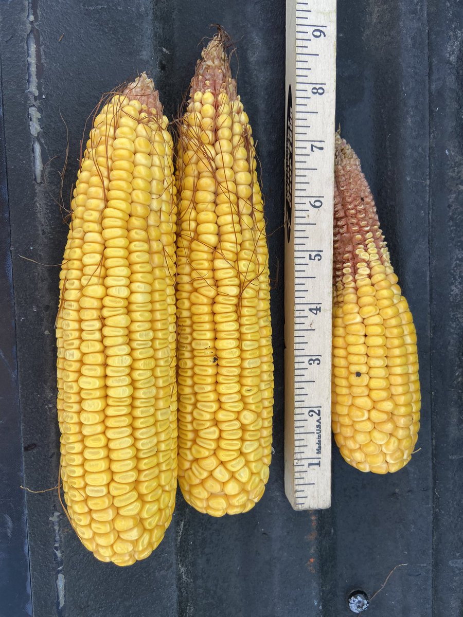 kannbwx's tweet photo. Four #corn stops near Hamilton and York Counties in Nebraska. Yield avg 197.5 bu/acre. That's only a couple above the last two years on this exact same route. So pretty consistent for a third year around here. #pftour23 https://t.co/tkB02sgzcx