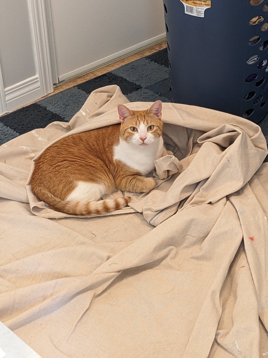 PurpleMel79's tweet photo. @Catshealdeprsn Butters... We were in the middle of a  @SouthPark marathon when he chose us at the shelter! https://t.co/40ORPairKw