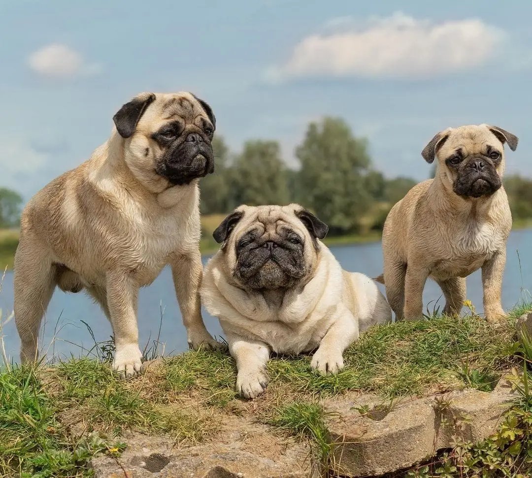 Bast friend
#pug #pugdog #pugdogs #pugsofinstagram #puglife #puglove #pugnation #pugs #pugpuppy #pugoftheday #pugstagram #pugglesofinstagram #puglia #pugglesofinstagram #puglove #puglovers #pugworld #pugclub #pugmania #pugbaseme #pugloversclub #pugpuppies #pugsofig #pugfamily