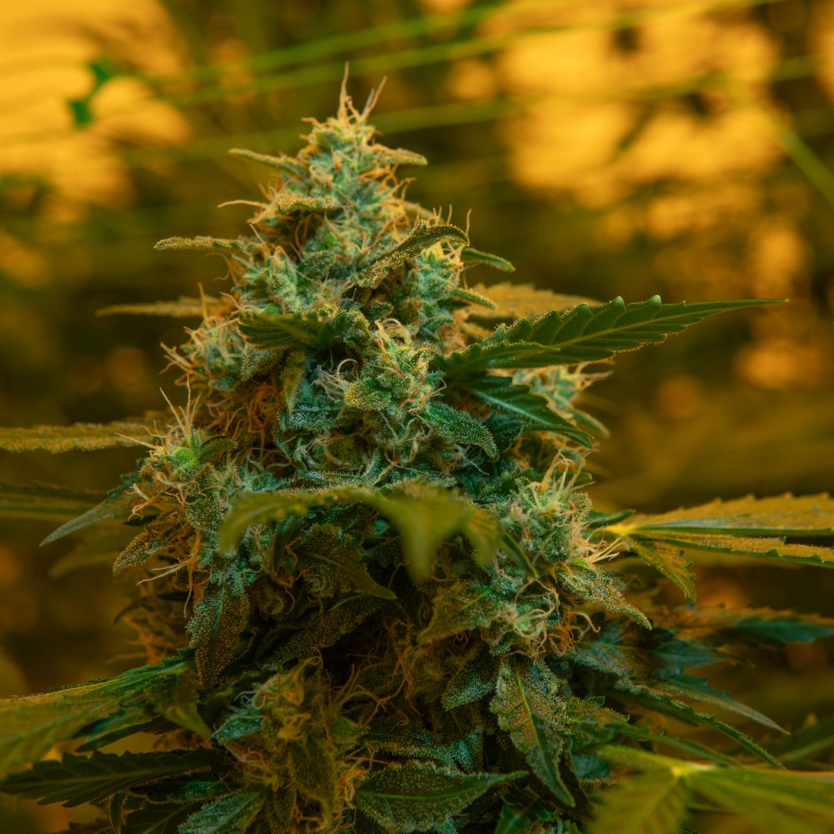 SensiSeeds's tweet photo. Gorillaz Automatic seeds grow into tall plants with large yields. A 60% indica-dominant strain, it has quick flowering times and chunky, multicoloured flowers. The terpene profile is diverse, but the diesel scent lingers the longest in the nose.
||#SensiSeeds #FatBeans https://t.co/E5VUJTihWT