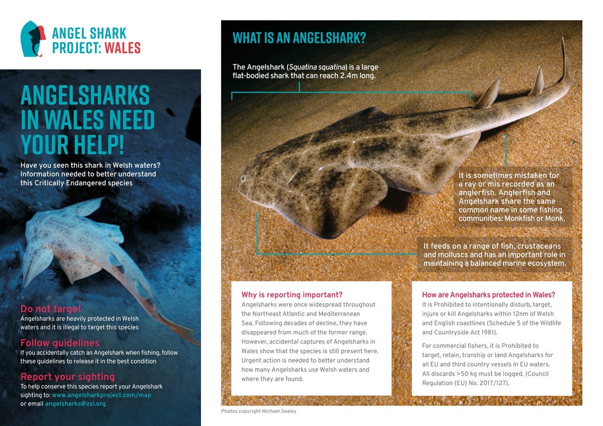 ProjectSIARC's tweet photo. ๐ฆDuring the summer there are occasionally reports of #angelsharks being accidentally caught off the Welsh coast.
๐Please follow the @angelshark2014 Best Practice Guide for safe handling & release -sightings can be reported here https://t.co/mCSIBpqPFW or via email SIARC@zsl.org https://t.co/H3kB28cGjg