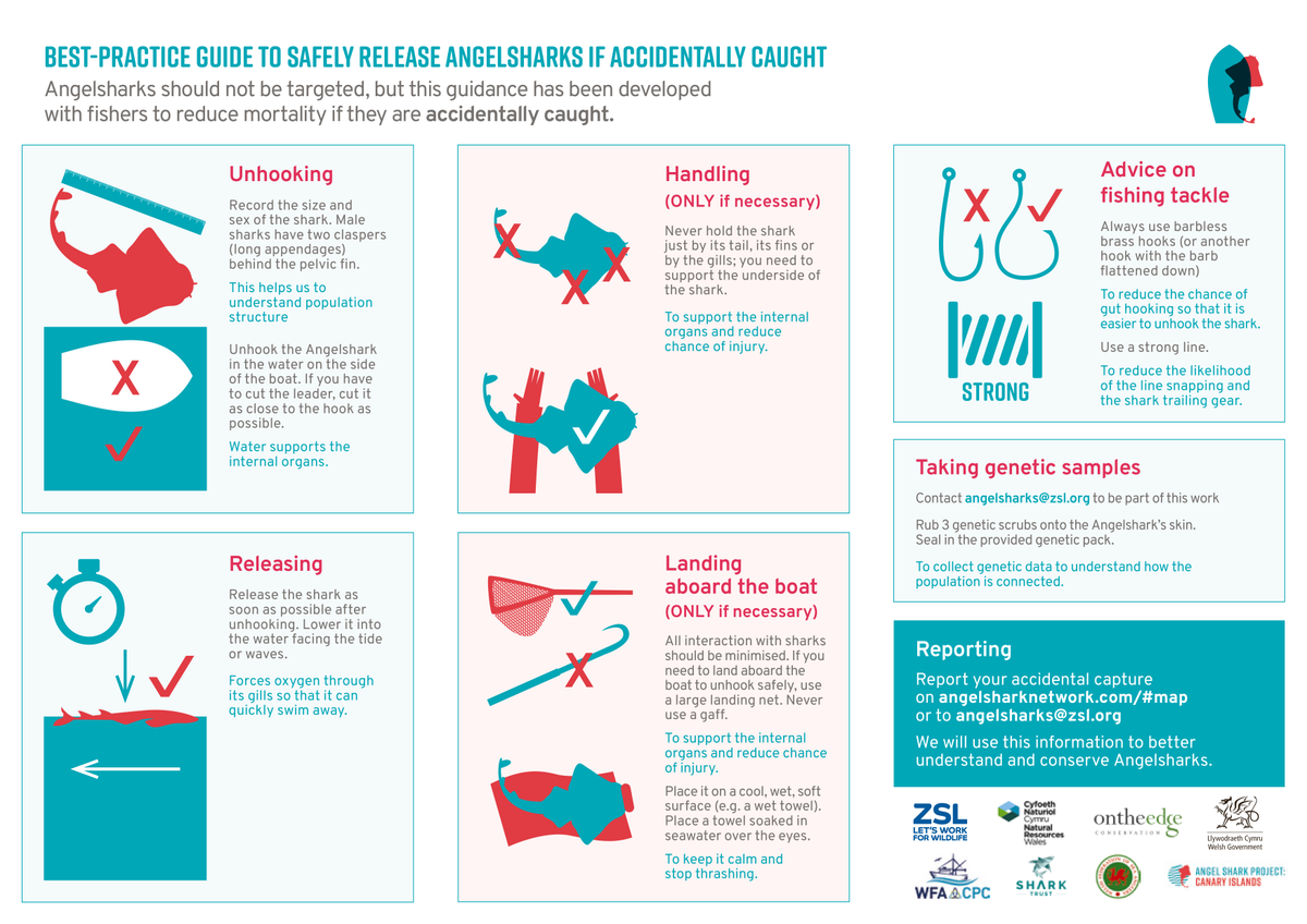 ProjectSIARC's tweet photo. ๐ฆDuring the summer there are occasionally reports of #angelsharks being accidentally caught off the Welsh coast.
๐Please follow the @angelshark2014 Best Practice Guide for safe handling & release -sightings can be reported here https://t.co/mCSIBpqPFW or via email SIARC@zsl.org https://t.co/H3kB28cGjg