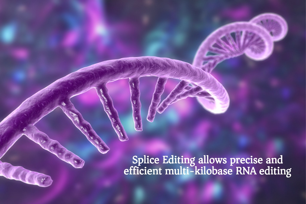 CRISPR Medicine (@crisprmedicine) on Twitter photo ๐๐ฉ๐ฅ๐ข๐๐ ๐๐๐ข๐ญ๐ข๐ง๐ ๐๐ฅ๐ฅ๐จ๐ฐ๐ฌ ๐ฆ๐ฎ๐ฅ๐ญ๐ข-๐ค๐ข๐ฅ๐จ๐๐๐ฌ๐ ๐๐๐ ๐๐๐ข๐ญ๐ข๐ง๐
Scientists from <a href="/MIT/">Massachusetts Institute of Technology (MIT)</a> and Amber Bio share details of their new Splice Editing platform on the pre-printer server BioXriv.
Read more here: surl.li/kioxf ๐๐ฉ๐ฅ๐ข๐๐ ๐๐๐ข๐ญ๐ข๐ง๐ ๐๐ฅ๐ฅ๐จ๐ฐ๐ฌ ๐ฆ๐ฎ๐ฅ๐ญ๐ข-๐ค๐ข๐ฅ๐จ๐๐๐ฌ๐ ๐๐๐ ๐๐๐ข๐ญ๐ข๐ง๐
Scientists from <a href="/MIT/">Massachusetts Institute of Technology (MIT)</a> and Amber Bio share details of their new Splice Editing platform on the pre-printer server BioXriv.
Read more here: surl.li/kioxf