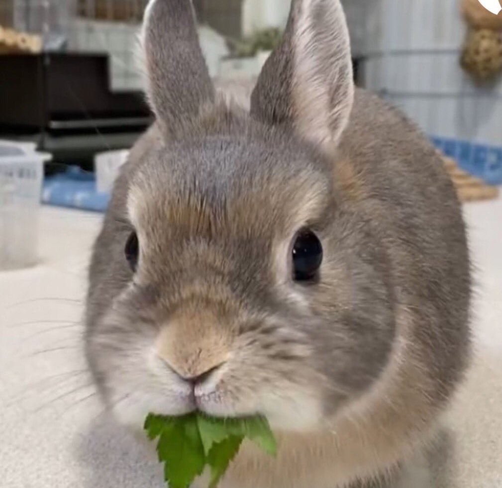 bunkoo pics !! 🐰💜 tweet media