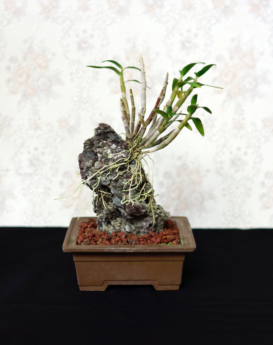 超レア)Fnつき　トウメヤ　パピラカンザ　12種類セット　月の童子　抜き苗 園芸JAPAN【毎月12日発売】 on X