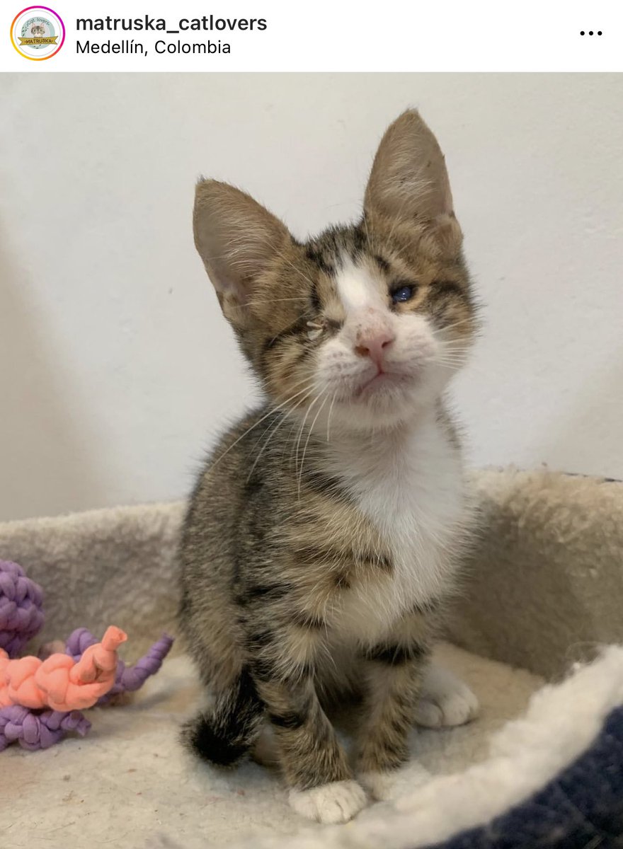 sofiatabaresc's tweet photo. En esta página están dando en adopción a la mamá y la hija junticas porque la hija es cieguita de nacimiento 🥺🥺🥺🥺🥺🥺🥺 Dios mío alguien ad��ptenlas POR FAVOR 😫😫😫😫😫 https://t.co/3B6jkyeH6l