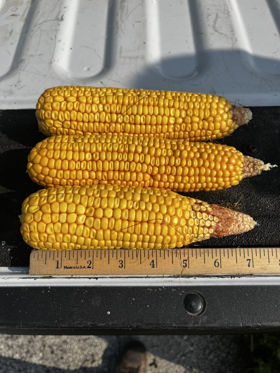 Ted Seifried tweet media