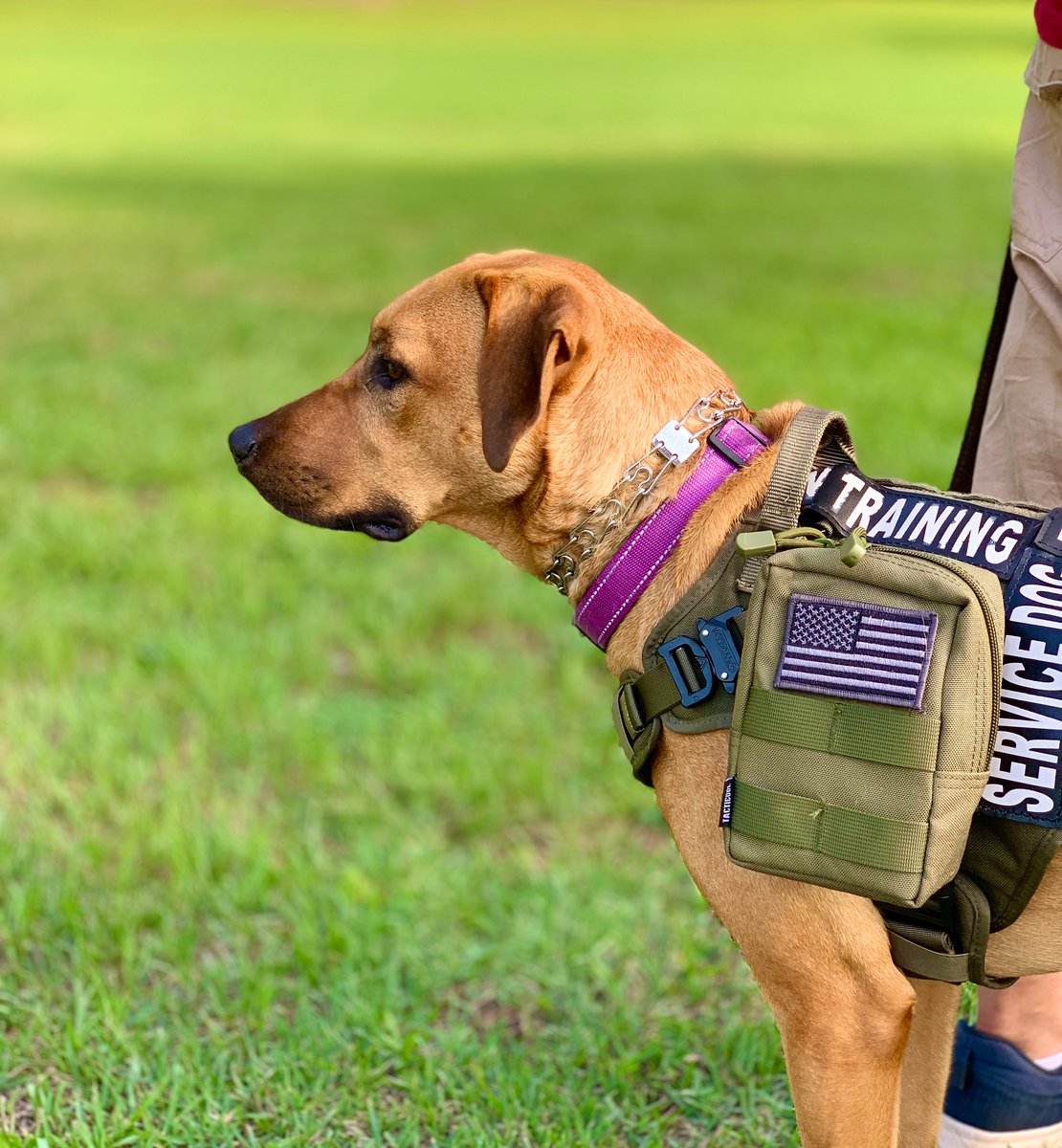 officialHP4Ws's tweet photo. “Today is the opportunity to build the tomorrow you want.”  Our #veterans work on their tomorrows &amp; quality of life by investing in training time with their service dogs.
#HP4Ws #TrainingTuesday https://t.co/1MBmE1Dxf2