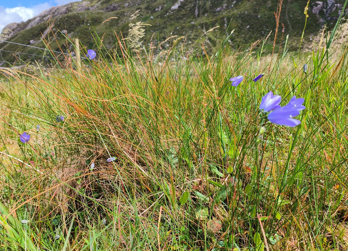 Cwm_Idwal's tweet photo. Planhigyn yr Wythnos:  

Clychau'r Eos: 

Planhigyn bach prydferth sydd i'w weld ar laswelltir mwy sych yn y Cwm. Er ei edrychiad bregus, mae'n blanhigyn bach gwydn i allu ymdopi efo tywydd garw Cwm Idwal! #blodaugwyllt #blodau #natur #cwmidwal #AWST #dyddmawrth https://t.co/qymI9K2zMn