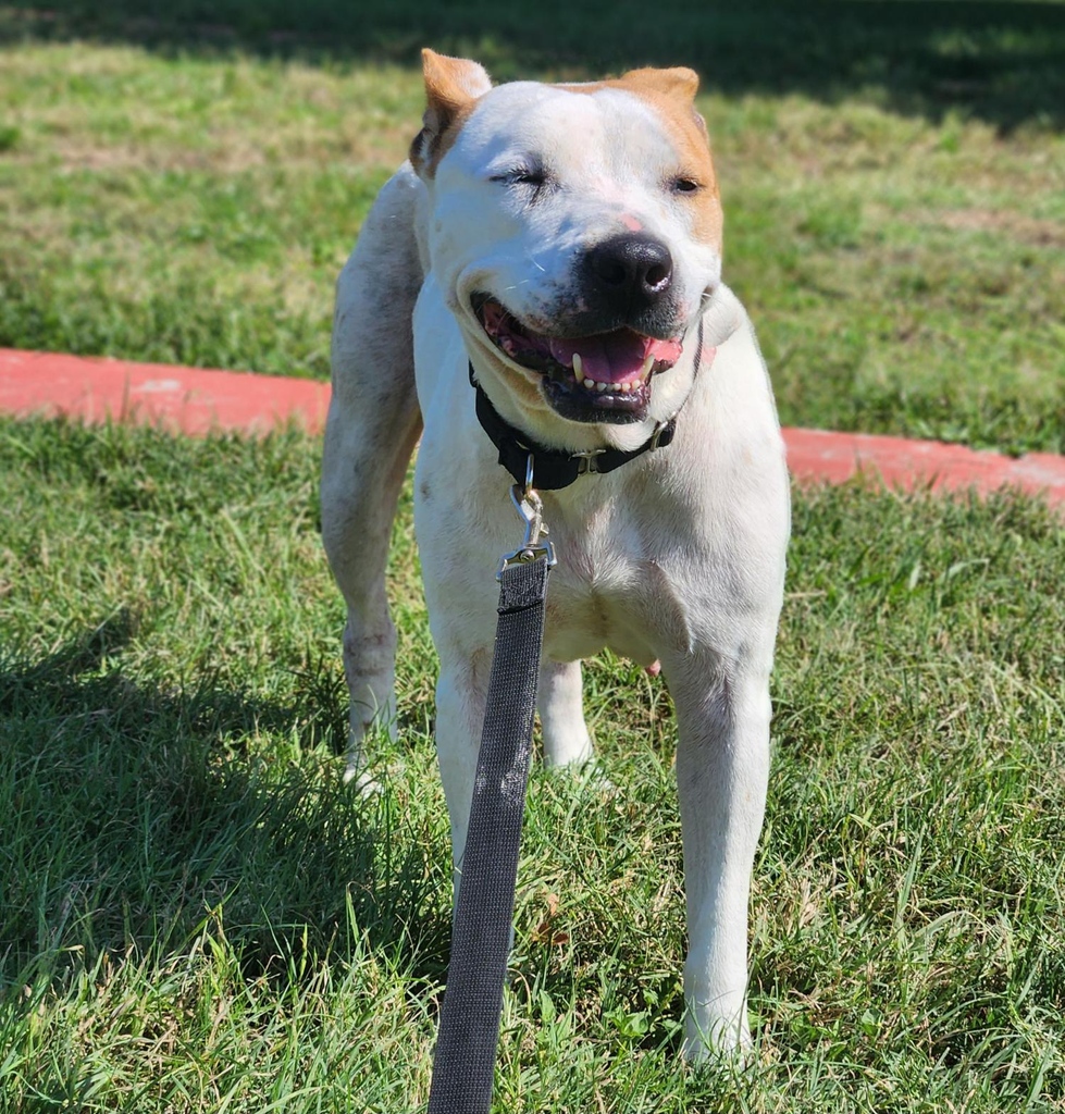 Here's what Sutton said about her #StaffPick, Angel!

'Sweet, cuddly, house trained. She great with other dogs. She gets overlooked so much. She has a great big heart inside of that small body.'

Angel A881941 is available for foster or adoption! bit.ly/3P63Xmy