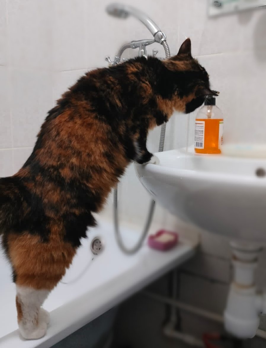 Почти две недели не гладила свою кощьку и это единственное, что в отъездах невыносимо😭
Хотя знаю, что она дома, ее гладят, с ней играют и не обижают, у нее куча вкусняшек, игрушек, внимания и даже любимая вода из-под крана. Смотрите как лапочки толантело ставит🥹 сокровище моё