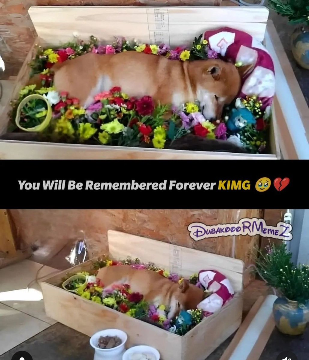 itzme_parthu's tweet photo. #RIPCheems 🥺 https://t.co/jvu11qkeKi