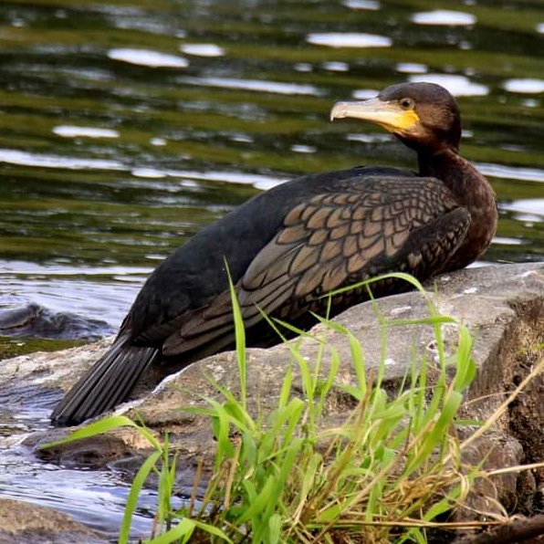 Suomen vihatuin lintu, vaikka tekee vähemmän tuhoa kuin ihminen. #merimetso #suomenlinnut #birdlifesuomi #suomenluonto