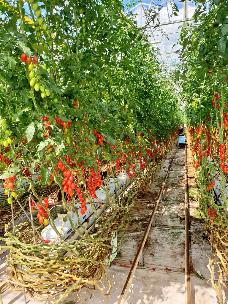 FruitWhispers's tweet image. Slightly biased but there&apos;s no better tomatoes on earth for taste - also at superb value on the #P7 promo. #Lancashire #DelisherVariety @SPARNorthEng 🐝🐝🐝🍅🍅🍅