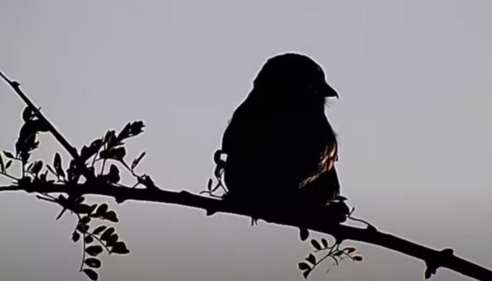 NamibiaCam's tweet photo. ๐ฆ Witness the majestic silhouette of the Fork-tailed Drongo against the Namibian sky! The Fork-tailed Drongo's long, forked tail and graceful profile make it a true aerial acrobat. Share your NamibiaCam bird encounters! ๐ชถ
#BirdwatchersDelight #ForkTailedDrongo #BirdingNamibia https://t.co/2CQJIKhwk6
