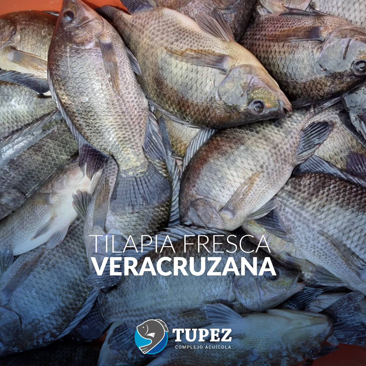 acuicolatupez's tweet photo. Nos hemos posicionado como un referente dentro de la industria, gracias a la calidad de nuestro producto y a nuestra solidez institucional.
#Tilapia #Mojarra #RiverBorn #Alevines #ElPescadoFrescoVeracruzano https://t.co/KS7Fln3XXk