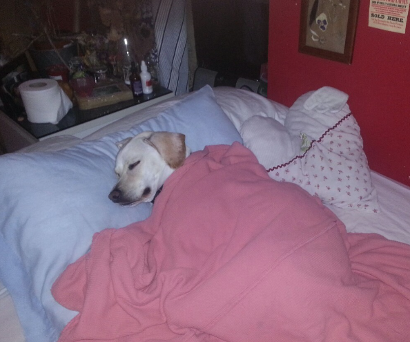 Sizmo Design tweet media