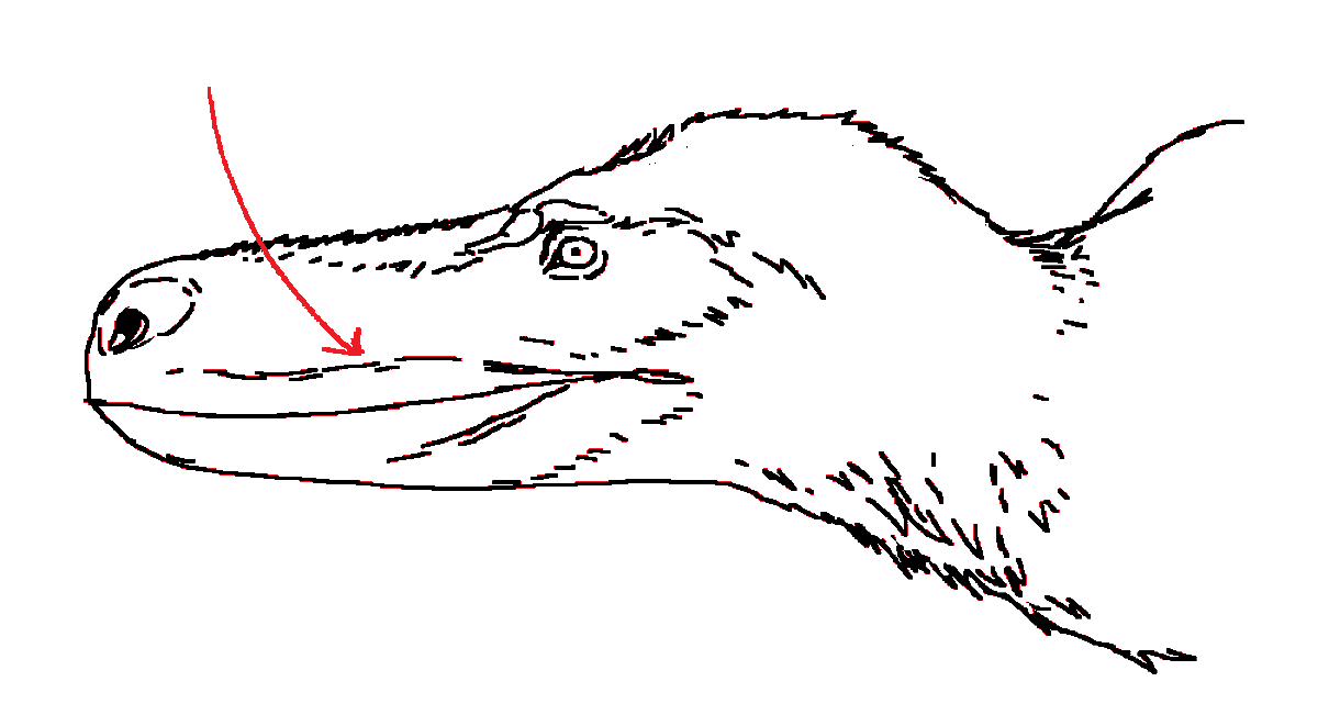 Coolio_Art's tweet photo. You can immediately tell if someone is chronically obsessed with dinosaurs and needs to go outside if they draw these lines on the bases of theropod lips.

And I am guilty as charged. 
#dinosaurs #paleoart https://t.co/m7KgLuUOSO