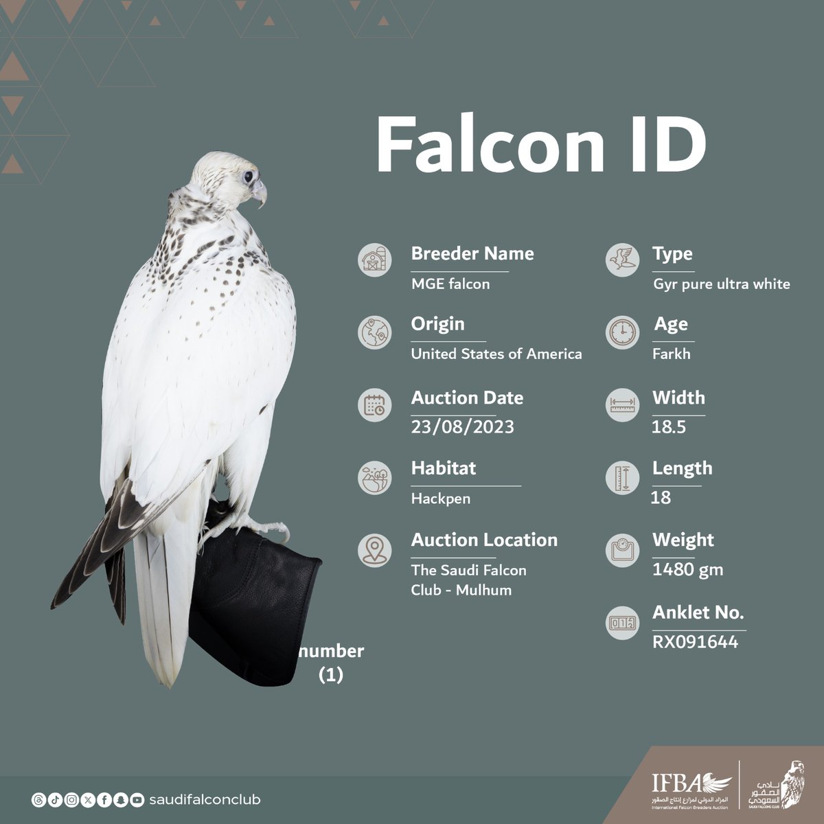 يدخل يوم الاربعاء منصة  ⁧#المزاد_الدولي_لمزارع_إنتاج_الصقور⁩ 2023 
الصقر "جير بيور الترا وايت"  من مزرعة MGE فالكون، بلد المنشأ امريكا 🇺🇸
⁧#نادي_الصقور_السعودي⁩ 𓅃 

This Wednesday,   
We are pleased to host the featured falcon, known as "Gyr Pure Ultra White" from MGE