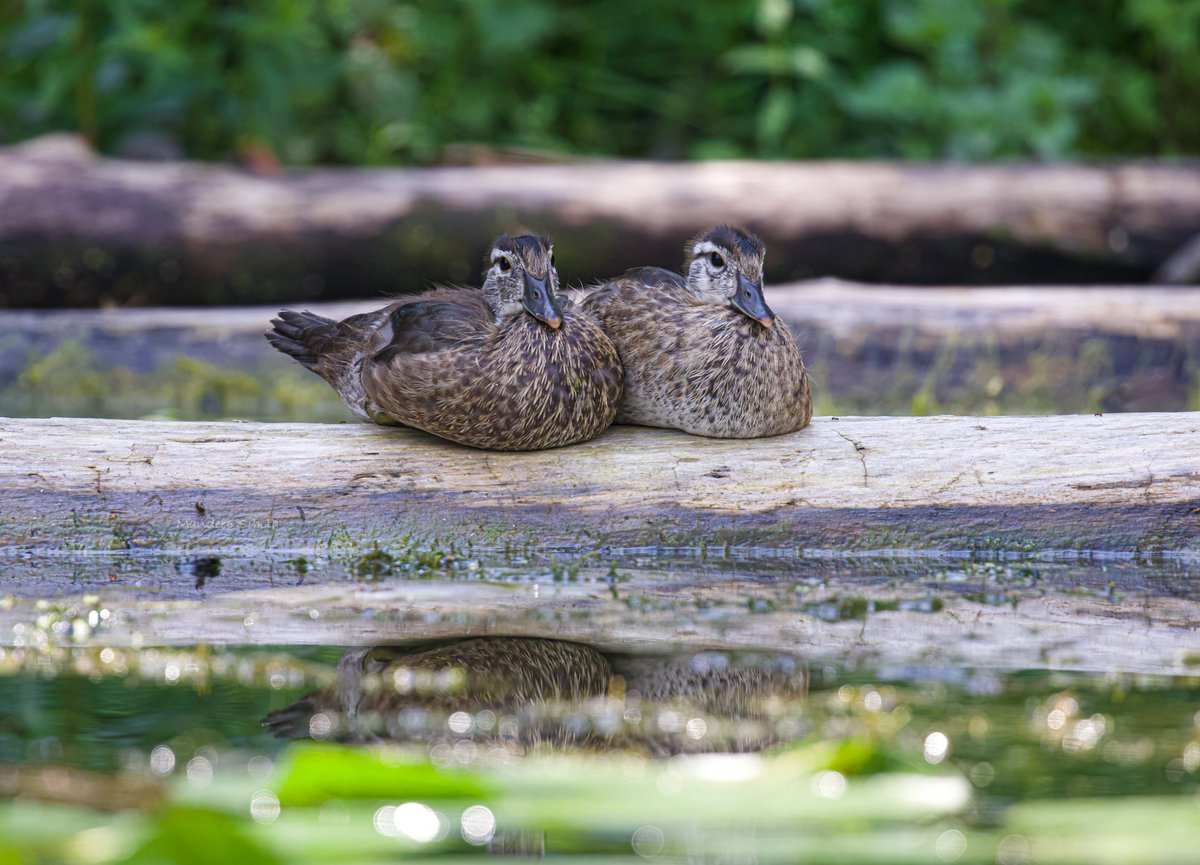 Young Mallard siblings 🦆 A strong bond in the making😊 #Ducks  #Ducksinwild #Duckphotography  #Smile #twitterducks #Mallard #twitternaturecommunity #Canon #twitternaturephotography #IndiAves #Ducksoftwitter #Canonphotography #BirdsSeenin2023 #Shotoncanon