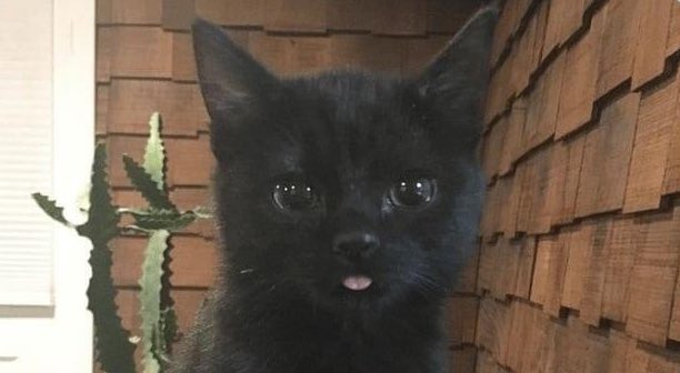 look at this cat