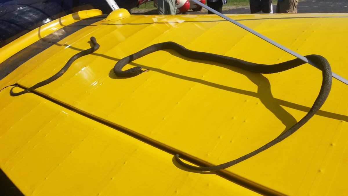 Casher's Aviation Finishes tweet media