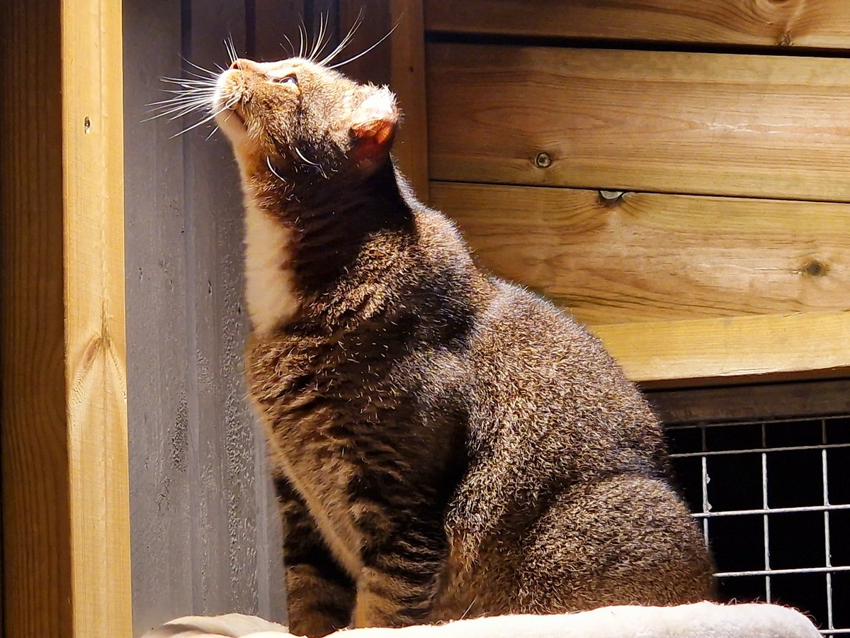 Emperor Albert is hunting for flies in the lamplight at midnight 😻