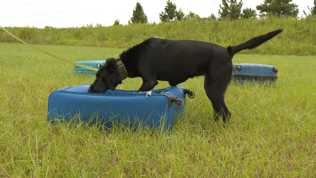 GeorgiaEMAHS's tweet photo. The GEMA/HS Explosive Ordinance Detection K-9 teams were hard at work doing scent training on Aug. 16th! These highly trained teams keep Georgians safe at special events and train regularly to keep their skills sharp. More on the story later this week! #bombdogs #homelandsecurity https://t.co/r1dVhERMXH