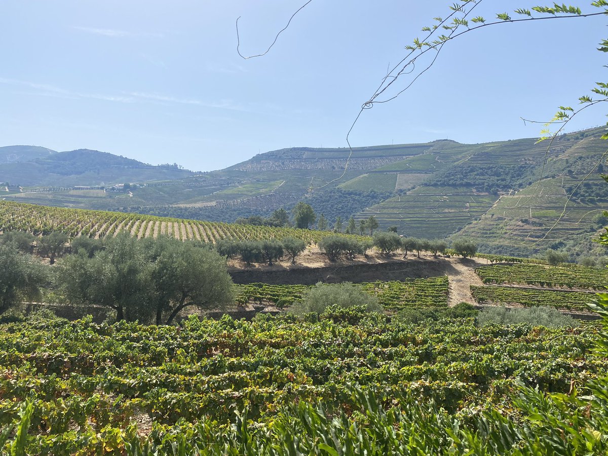 jackiemcguin's tweet photo. Day 1695 of #1700daysofwalking A baking 40 degrees in the Douro Valley so all walking was slow π₯΅ Beautiful wines and spectacular scenery #365crew https://t.co/p8o8ng7lIw