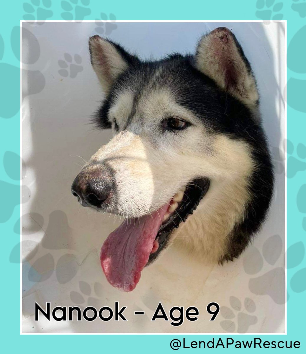 LendAPawRescue's tweet photo. NANOOK, found abandoned, maggots in his leg which was eating away at his bone. He needs £150 a month  to give him his chance at life. Can U  help? 
Mention NANOOK when U  donate to PayPal ⬇️⬇️⬇️
donations@lendapawrescue.org
#HuskyTwitter #dogs https://t.co/I2FHnxi5uG