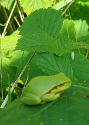 Het is bramentijd, en niet alleen vanwege de vruchten. Op warme, zonnige dagen letten we extra op boomkikkers. Vandaag lieten deze zich goed fotograferen.
#Twente