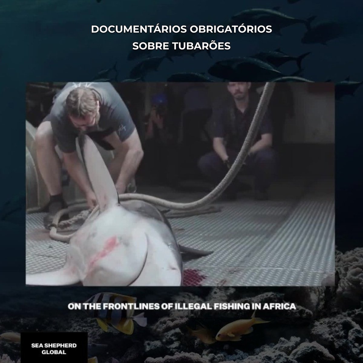 seashepherd_pt's tweet image. 4 #documentários obrigatórios para esta semana 🦈 🎬

Estes documentários não são apenas educativos mas também profundamente inspiradores e vão motivar-te a fazer parte do movimento para a preservação dos #tubarões. 

Comenta com outras recomendações de documentários 👇