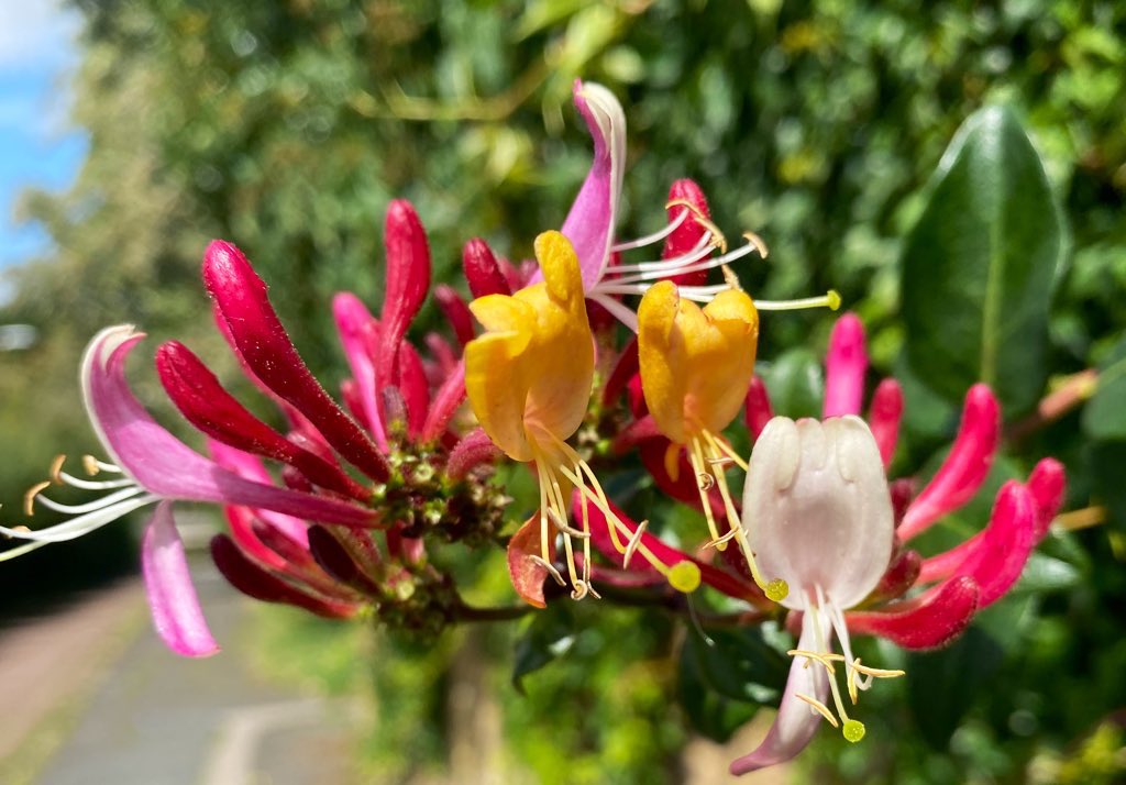NoshiA100's tweet image. This beautiful honeysuckle was happily blooming on its own in the sunshine which reminded me of the importance of finding happiness within ourselves &amp;amp; not relying on others to give it to us. So today’s favourite colours belong to this gorgeous flower. 
🩷💛🤍💚
#Lessonsfromnature