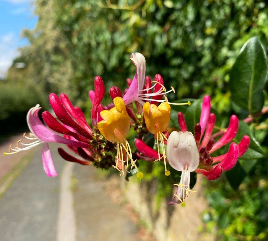 NoshiA100's tweet image. This beautiful honeysuckle was happily blooming on its own in the sunshine which reminded me of the importance of finding happiness within ourselves &amp;amp; not relying on others to give it to us. So today’s favourite colours belong to this gorgeous flower. 
🩷💛🤍💚
#Lessonsfromnature