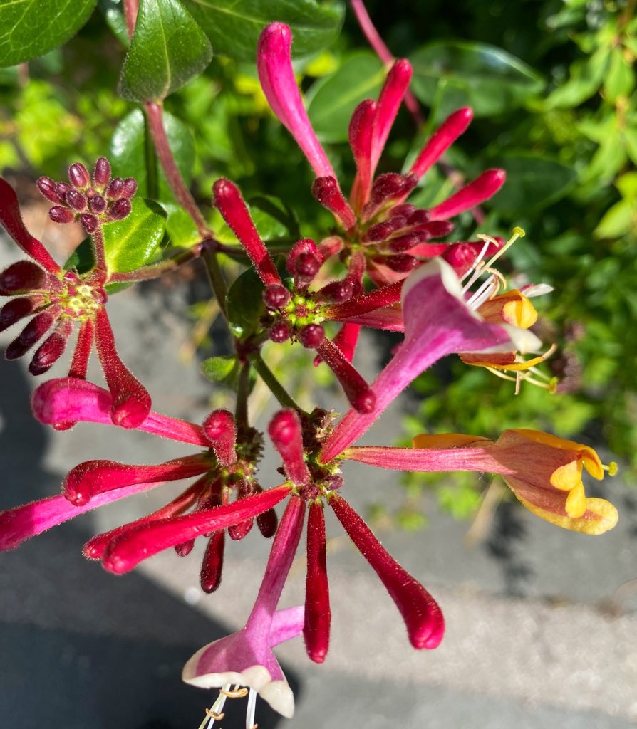 NoshiA100's tweet image. This beautiful honeysuckle was happily blooming on its own in the sunshine which reminded me of the importance of finding happiness within ourselves &amp;amp; not relying on others to give it to us. So today’s favourite colours belong to this gorgeous flower. 
🩷💛🤍💚
#Lessonsfromnature