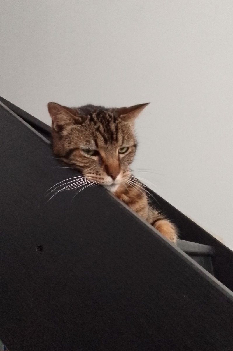 Collins1472's tweet photo. Squig nous a quitté aujourd'hui
❤️ Squig https://t.co/p1ZEB2B8jm