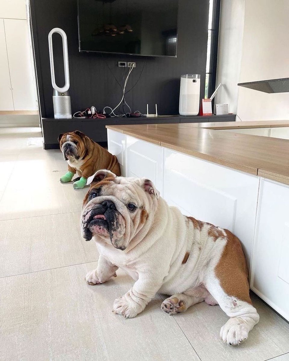 Rate this cuteness? 10-100💛🥰 #Englishbulldog #dogs #Bulldogs #dogsoftwitter #Puppies