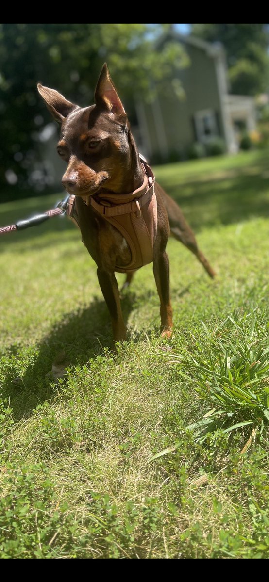 DobiDolce's tweet photo. #dobi #minidoberman #dobilife #dolcevita https://t.co/2so0mQ4IA7