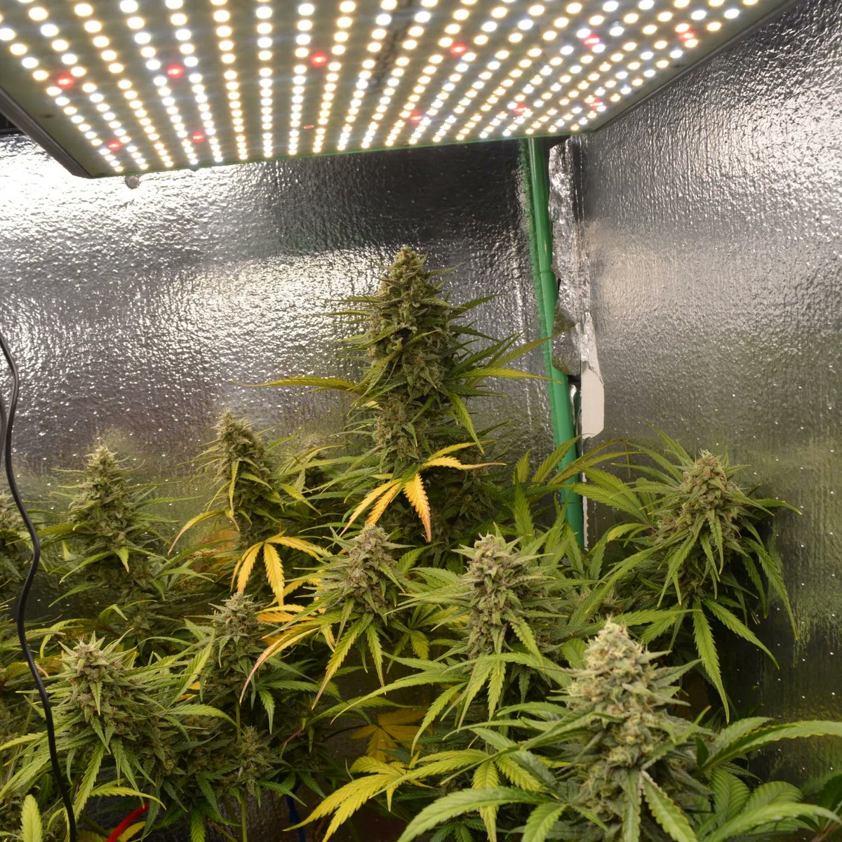 CannaTrope's tweet photo. Full #Viparspectra grow
XS2000, XS1500 and P1500
This was the most efficient and highest yielding grow to date. Only 650 kWhr used over 72 days
Love my @ViparSpectraLED lights https://t.co/AENhc9r0Ed