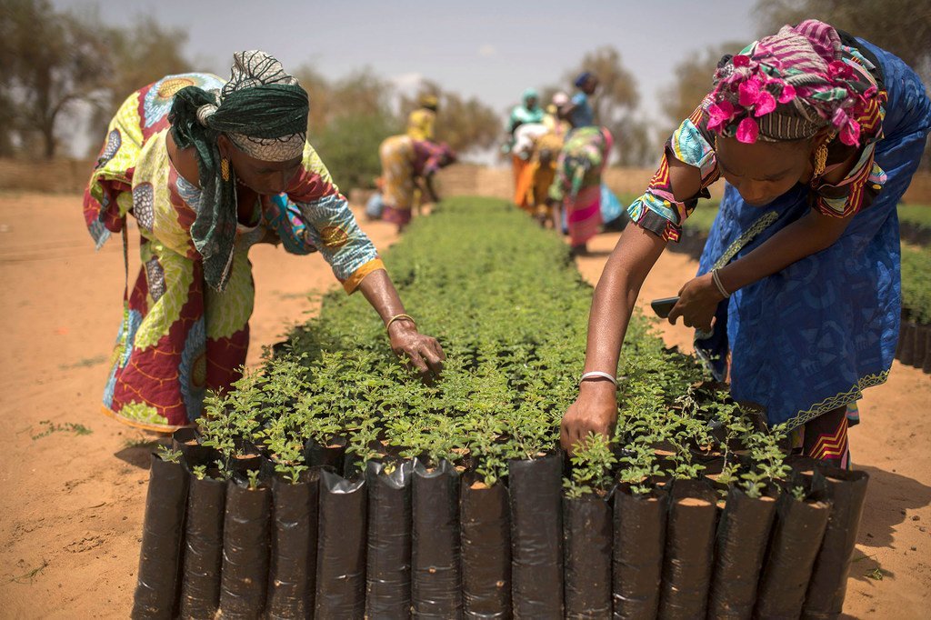 Climate change isn't just about rising temperatures. It's impacting crops, disrupting food production, and threatening #foodsecurity worldwide. We need to adopt sustainable solutions to protect our plates & planet🌍. Let's #ActOnClimate for a hunger-free future🌾. #savetheplanet