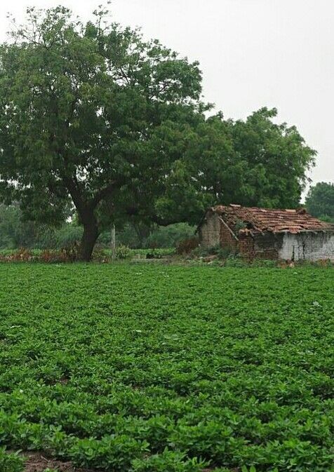 ધુળીયા મારગ ની મોજું (@paresh_boricha7) on Twitter photo #ગામડું 
ધૂળિયા મારગ,પણ..માણસ મજાનાં, 
મેલા લુગડા પણ..ચમકે  #ખાનદાની,
#અભણ ખરાં પણ.. #ઇતિહાસ ઉજળાં..
#ખોરડું
#ધુળીયા_મારગ_ની_મોજું #ગામડું 
ધૂળિયા મારગ,પણ..માણસ મજાનાં, 
મેલા લુગડા પણ..ચમકે  #ખાનદાની,
#અભણ ખરાં પણ.. #ઇતિહાસ ઉજળાં..
#ખોરડું
#ધુળીયા_મારગ_ની_મોજું