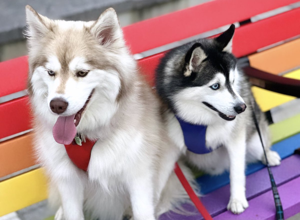 Me and my Boyz celebrating #OttawaPride2023 the only way we know how - Taking a photo to commemorate the occasion! 🌈💜 #PomskyLife