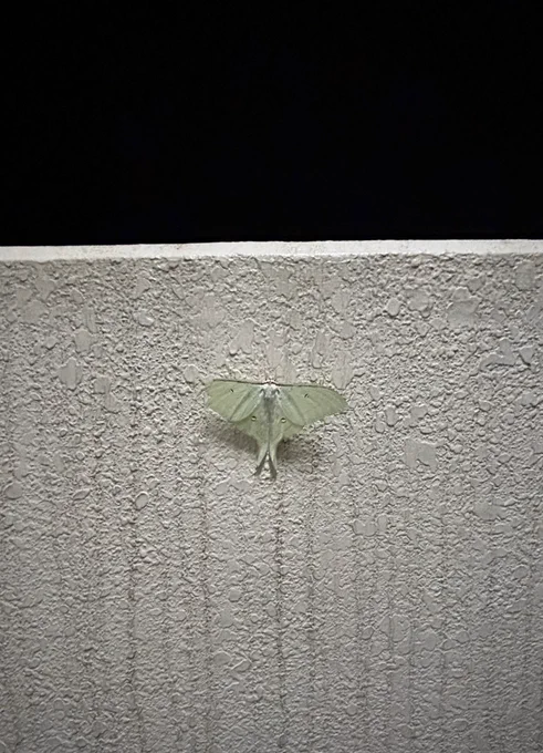 でっけ〜蛾だ 