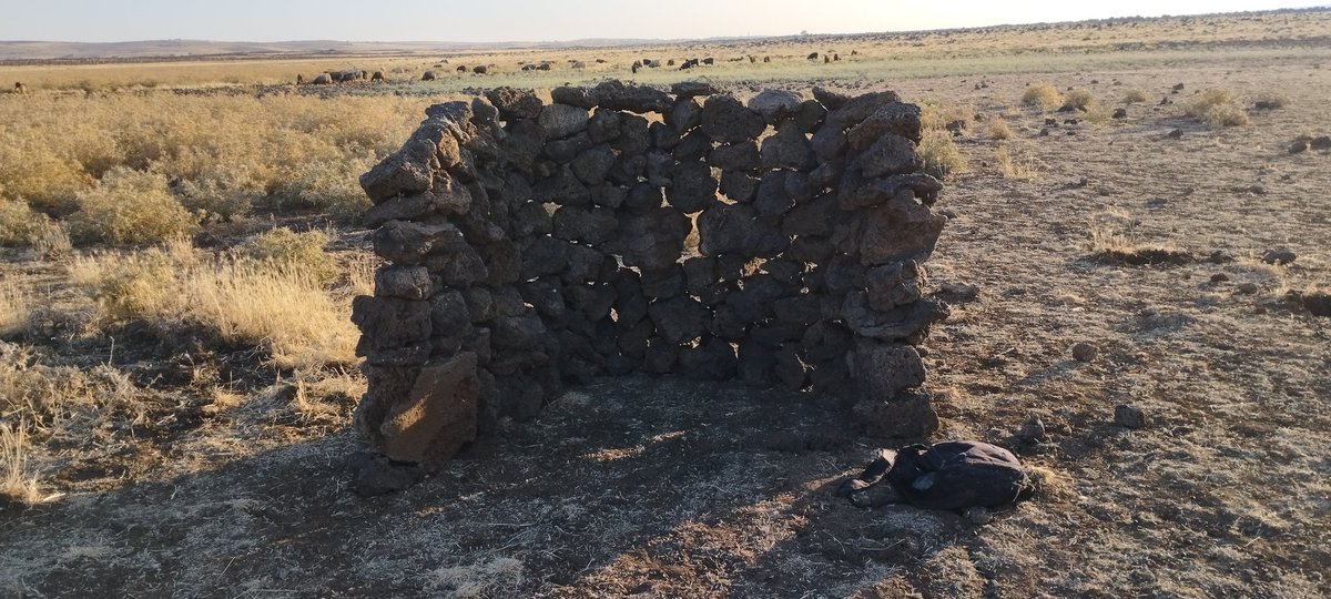 canmustafa2147's tweet photo. 3 günlük çoban olarak resmen bir şaheser yaptım ikindi'den gün batımına kadar gölgeliğim. uzun süre çoban olsam otlak alanlara çok daha güzel eserler kazandırırdım her yere gölgelik... https://t.co/HRc7BFUvaE